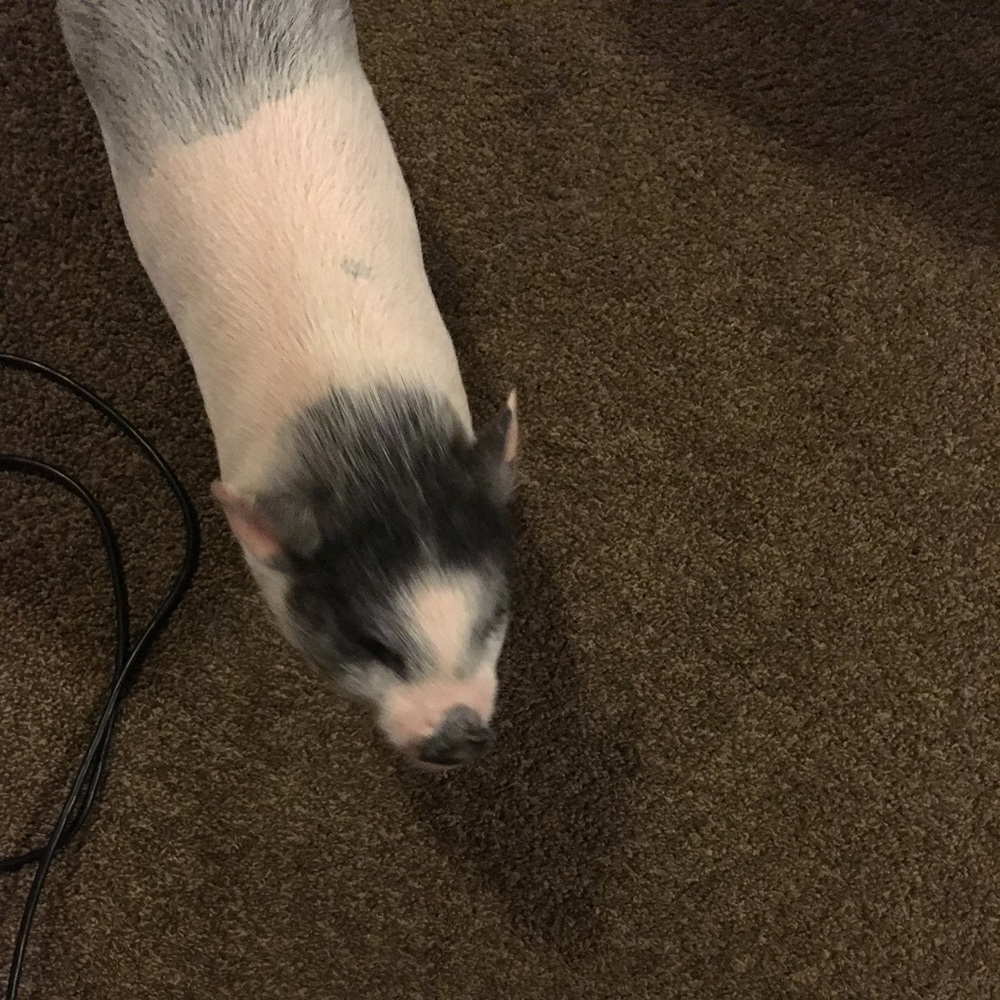 I have a potbelly pig for sale or Have 8593681120
